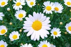meaning-behind-daisy-flowers_a4fc2a05779a6a6b